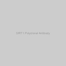 Image of SIRT1 Polyclonal Antibody